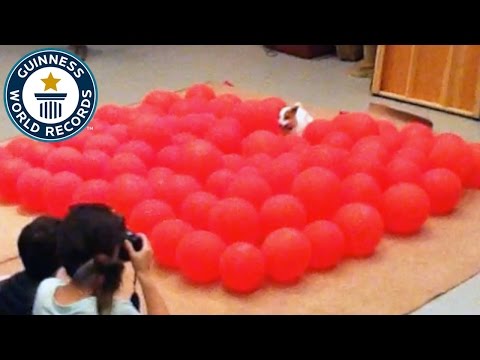 Fastest time to pop 100 balloons by a dog - Guinness World Records