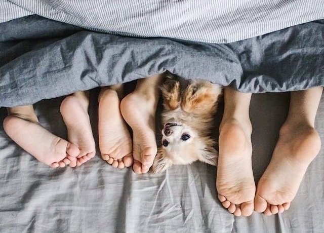 Perrito asoma entre las sábanas con pies de la familia