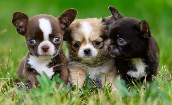tres cachorros chihuahua posan en el pasto
