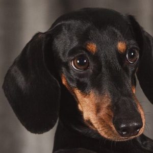 perro dachshund negro close up