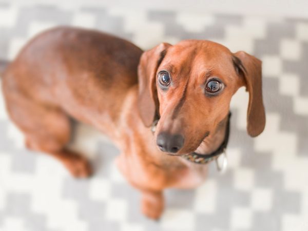 Teckel, Dachshund o perro Salchicha