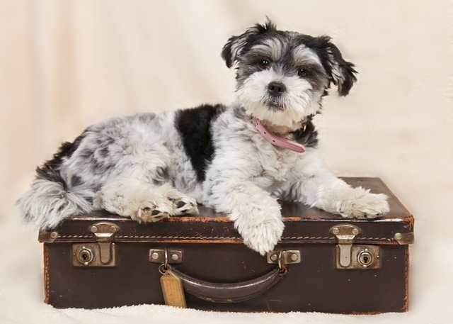 Todo sobre viajar con perros pequeños
