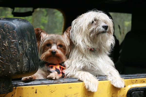 Perros pequeños asomados en el baúl del coche