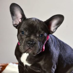 bulldog frances negro con collar rosado