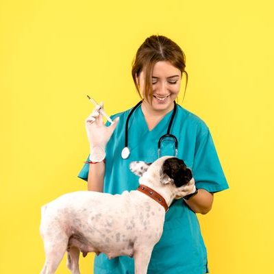 Perro pequeño recibe vacuna