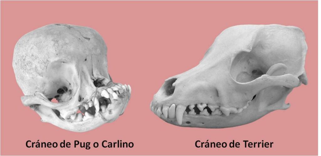 Anatomía craneal de Pug y de Terrier