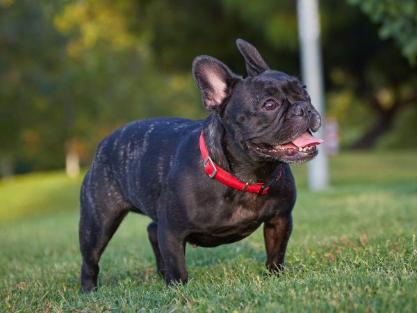 Bulldog Francés o French Bulldog