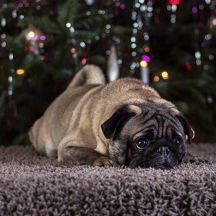 Pug acostado en alfombra frente a árbol de navidad