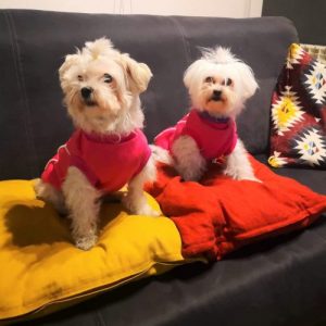 dos bichón maltés en sofá azul sweater rosa
