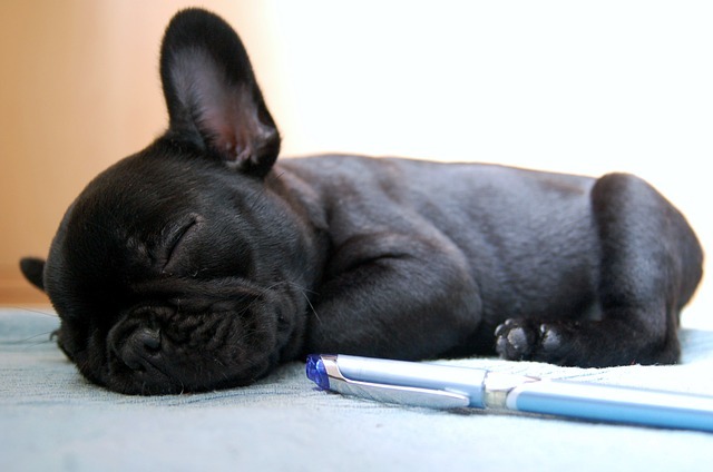 bebé bulldog francés durmiendo