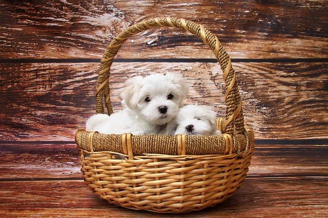 lindos cachorros bichon maltes dentro de una cesta de mimbre