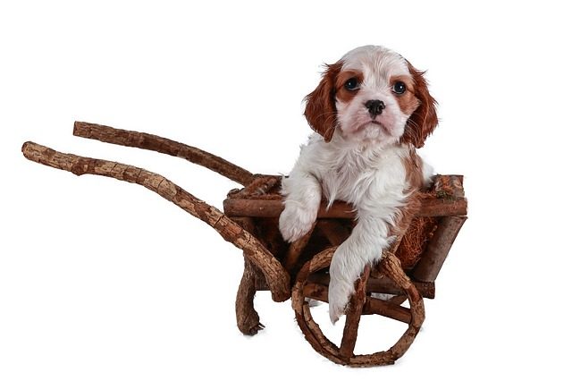 cachorro cavalier king en mini carretilla de ramas