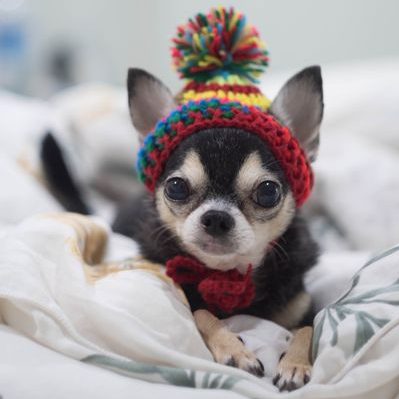 chihuahua cachorro con gorrito de colores