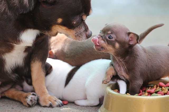 chihuahua con su bebé comiendo pienso