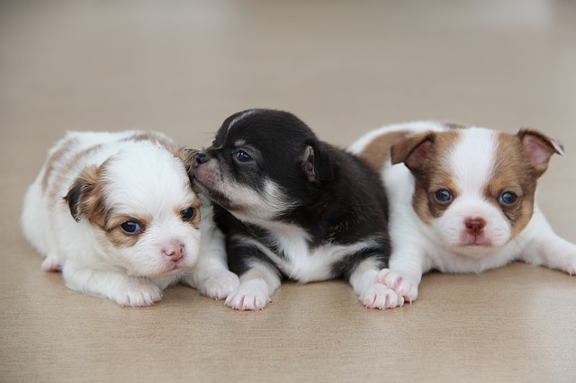 tres hermosos cachorritos de chihuahua