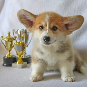 cachorrito corgi galés posa con trofeos