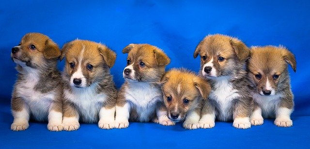 cinco hermosos cachoritos corgi galés de pembroke