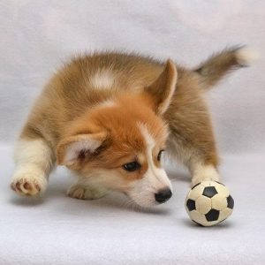 cachorro corgi galés de pembroke juega con mini pelota de fútbol