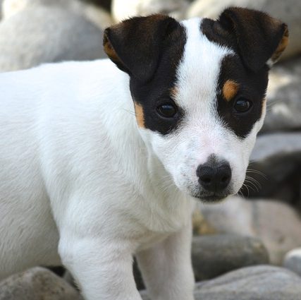 cachorro de jack russell terrier sobre piedras grises