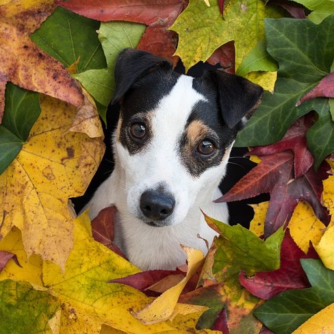 jack russell sobre sale en hojas de otoño