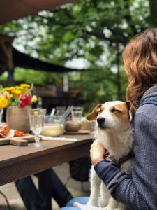 jack russell terrier en restaurant con mujer