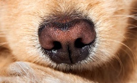 nariz de perro pomerania