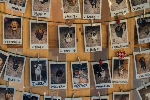 Fotos instantáneas de perros con nombre colgadas en cuerdas