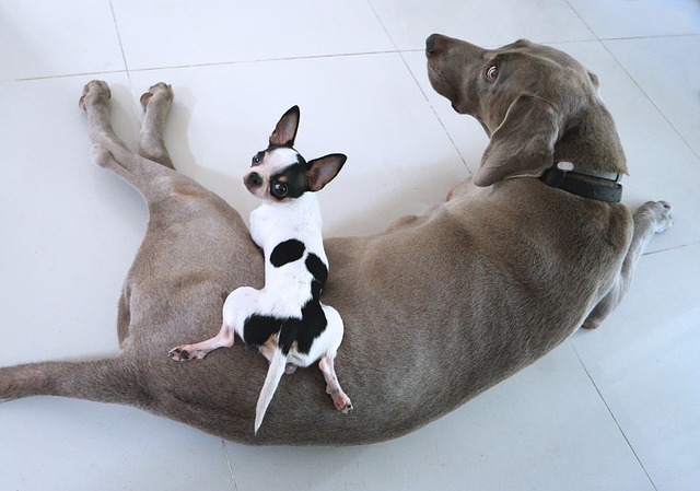 chihuahua reposa sobre un perro labrador. Perros pequeños