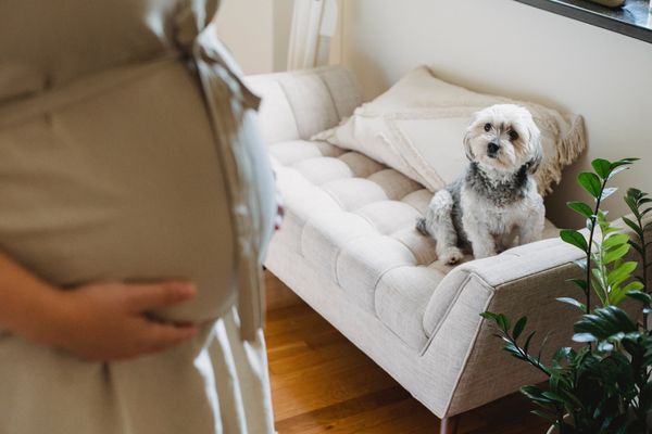perro observa a barriga de mujer embarazada