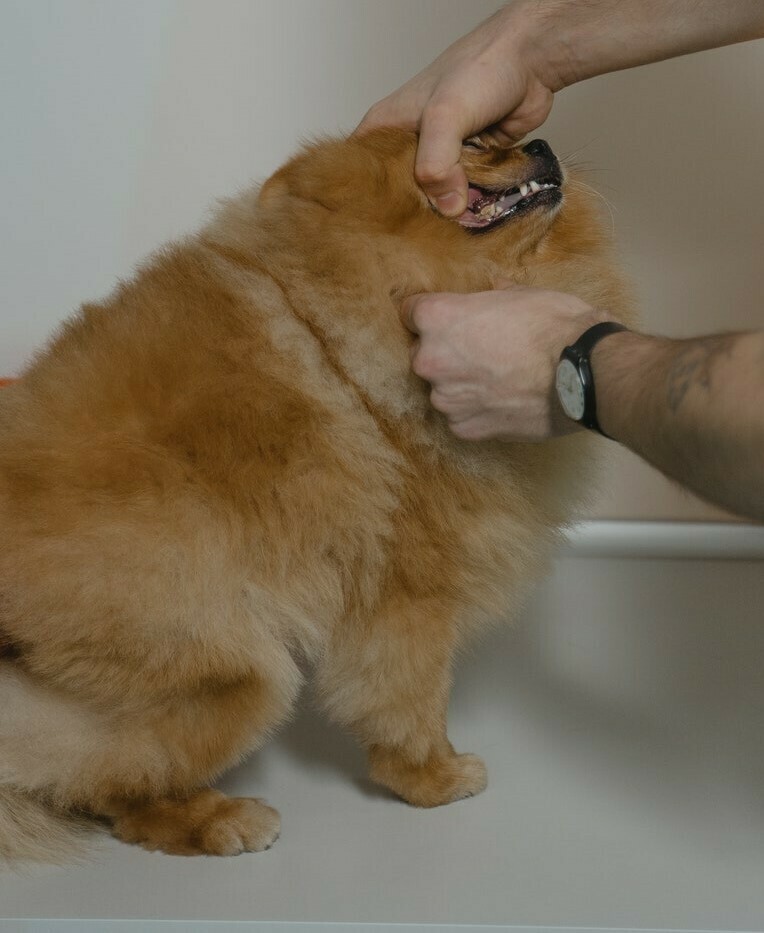 veterinario abre la poca de pomerania para ver los dientes