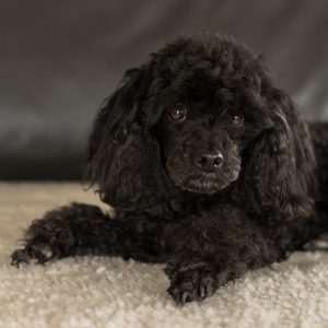 poodle color negro sobre alfombra beige