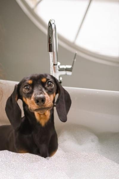 Perro salchicha recibe baño de espuma