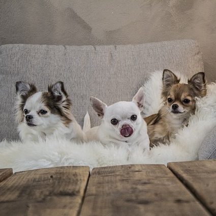 tres cachorros chihuahua descansan en un sofá