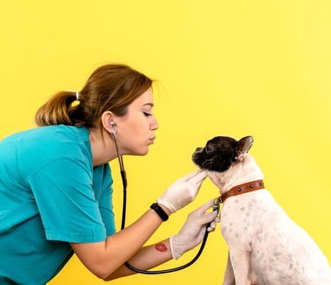 bulldog francés es auscultada por veterinaria