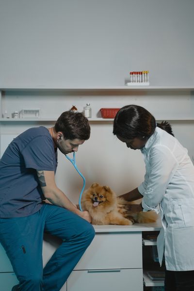 pomerania o spitz enano alemán es revisado por dos veterinarios