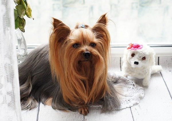 Yorkshire Terrier