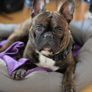 bulldog francés color marrón atigrado acostado en cama gris