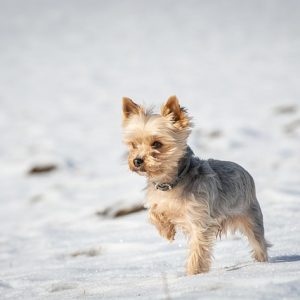 yorkshire terrier camina por la nieve