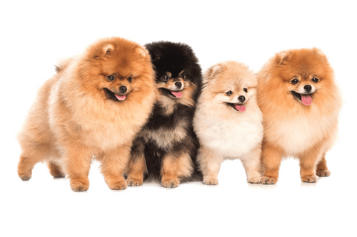 4 hermosos perros pomerania o spitz enano alemán, de distintos colores