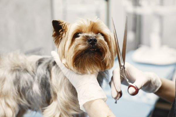 yorkshire terrier en peluquería canina