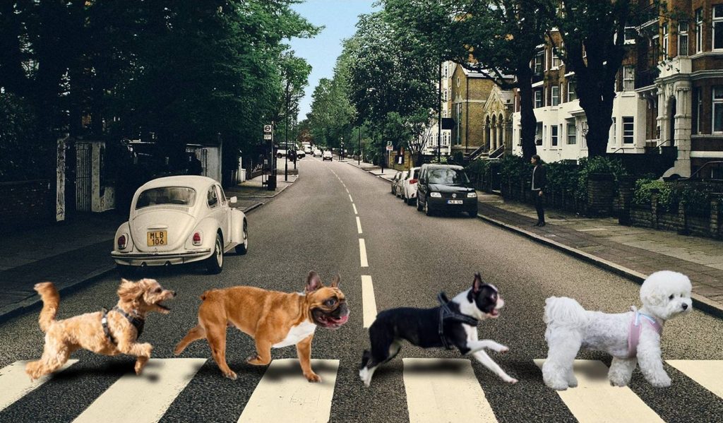 cuatro perros cruzan la calle