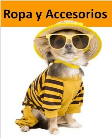 Chihuahua con traje, lentes y sombrero amarillo