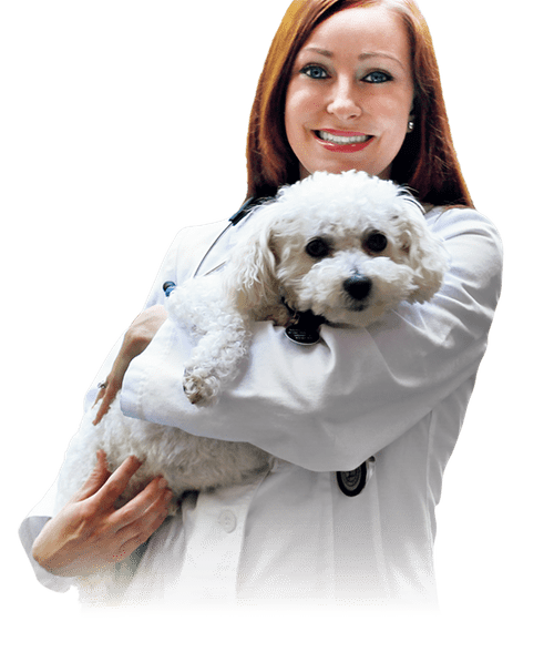 veterinario mujer carga a poodle en brazos
