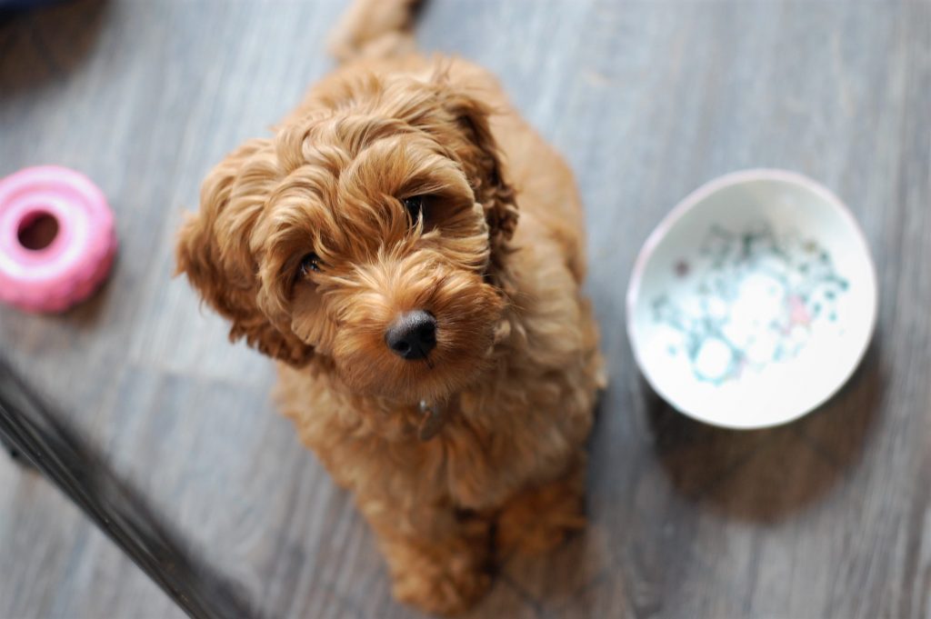 lindo perrito color caramelo con un tazón para comida