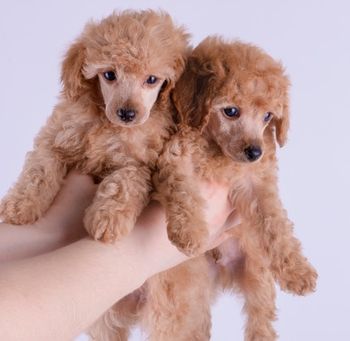 2 cachorros de poodle color melocotón