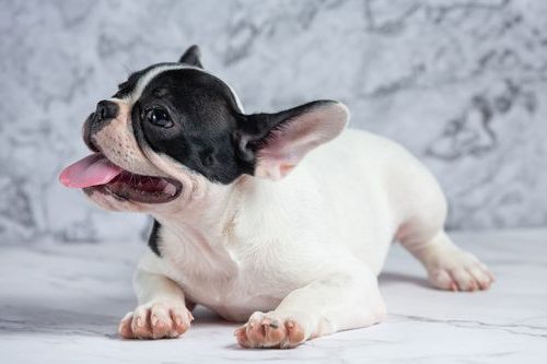 Cachorro Bulldog Francés con la lengua afuera