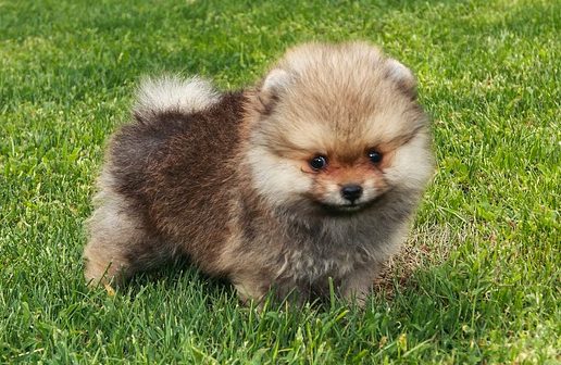 Cachorro Pomerania en la grama