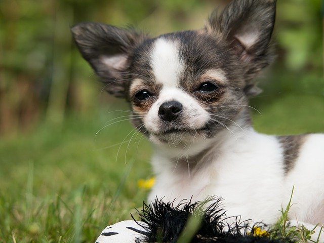 Cachorro Chihuahua en el pasto