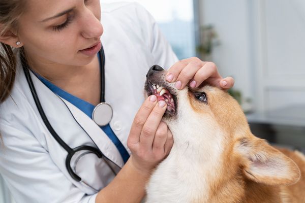 veterinario examina dientes a corgi