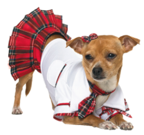Chihuahua con ropa y accesorios para perros